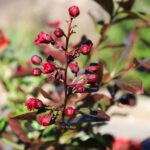 IMG_0105